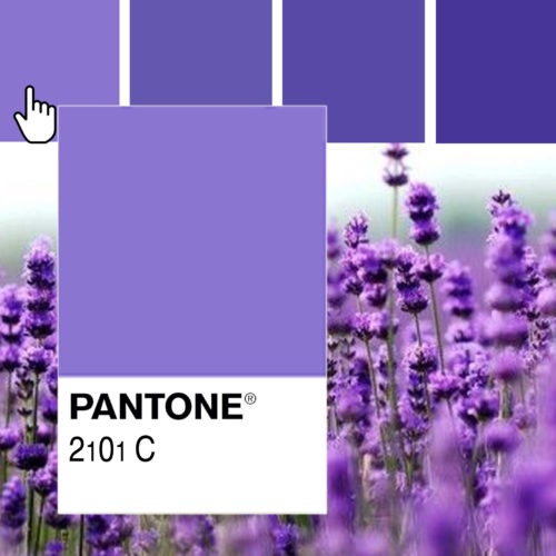 Interior style lavanda_letizia vittoriano