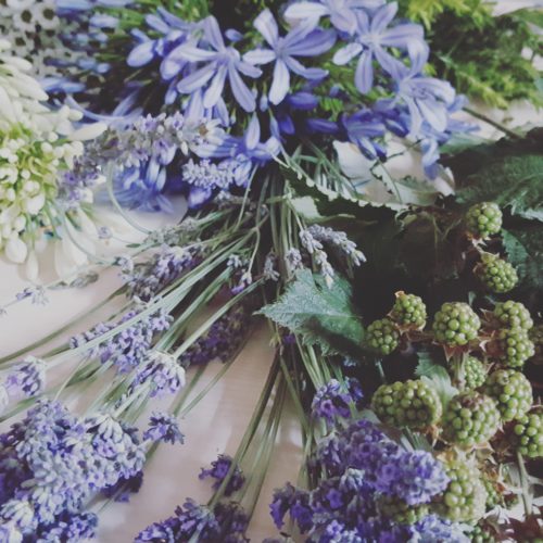 Lavanda tra leggenda e realtà