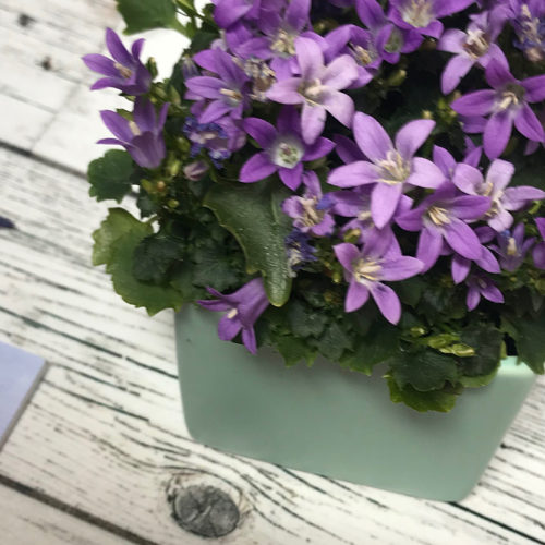 Ricordi color lavanda Edy Tassi